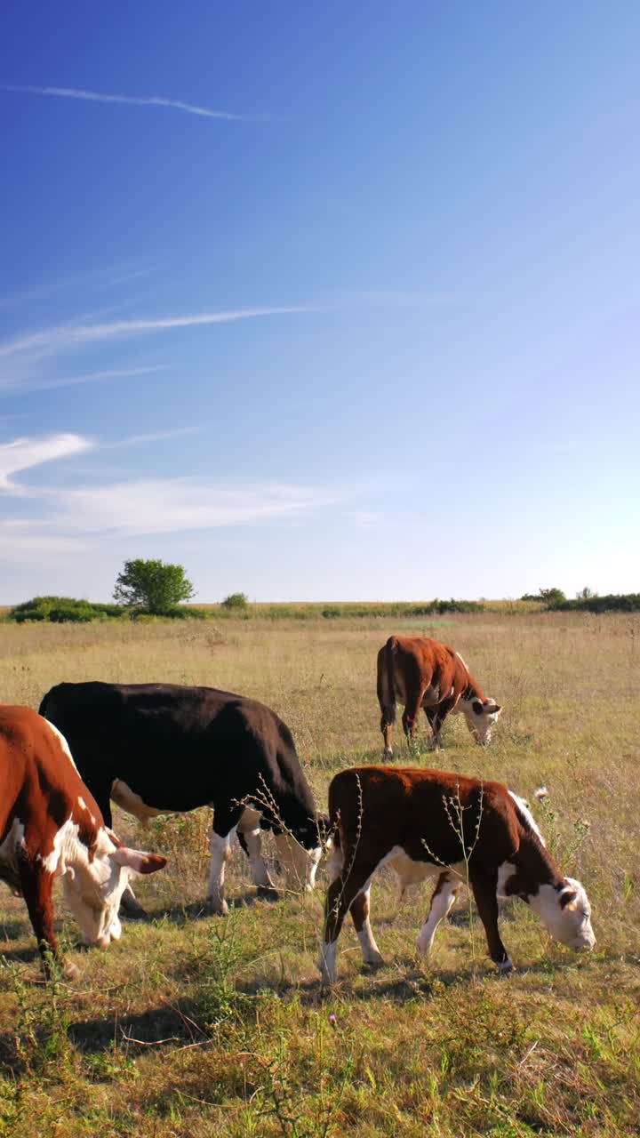 Questa idilliaca ambientazione rurale riflette la semplice bellezza della natura e la tranquilla armonia della vita di fattoria, dove le mucche si muovono con calma, godendosi la giornata al sole.