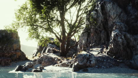 árbol tropical verde que crece solo en un acantilado de piedra griega junto al mar