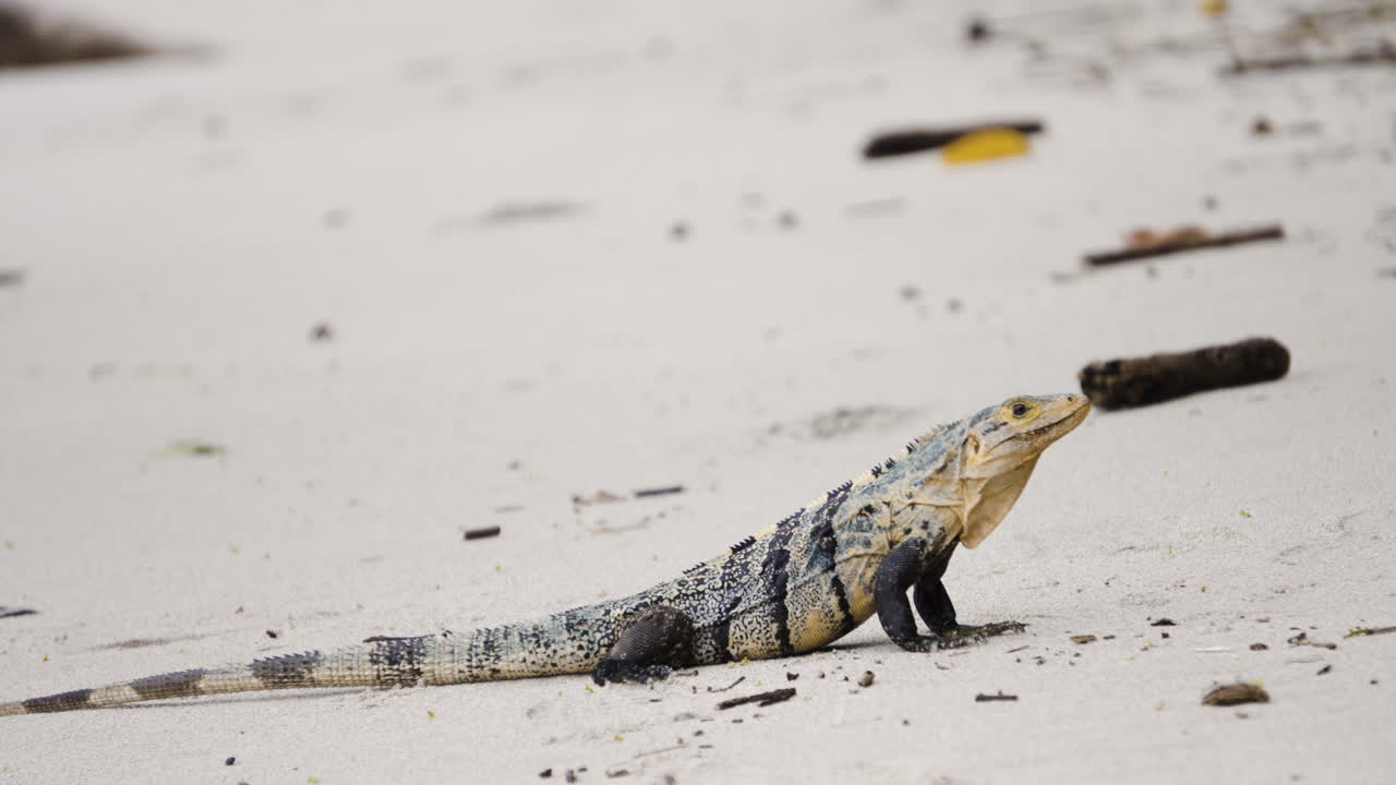 Iguana sulla sabbia di una spiaggia tropicale nella giungla della Costa Rica, fauna selvatica dell'America Centrale.
