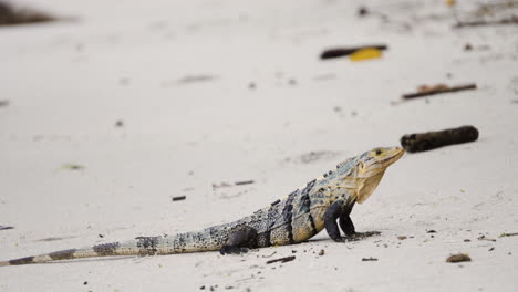 guana-lizard-in-the-sand-tropical-beach-of-Costa-Rica-jungle,-Central-America-wildlife