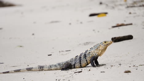 lagarto de guana en la playa tropical de arena de la selva de costa rica, vida silvestre centroamericana