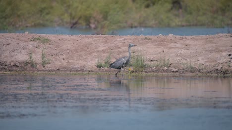 Ave-Garza-Gris-Juvenil-Vadeando-En-Humedales-A-Lo-Largo-De-La-Costa,-Camargue