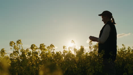 agricultor examinando las plantas de colza al atardecer