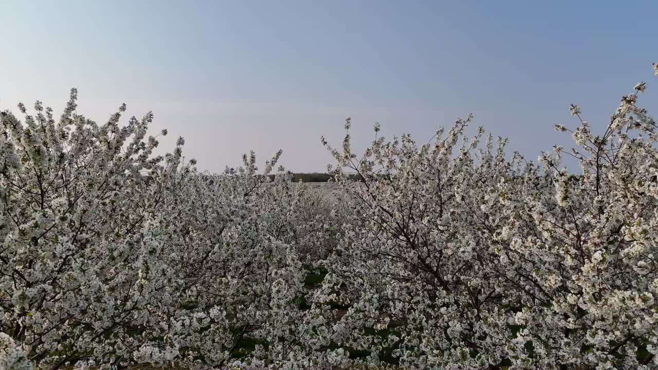 I ciliegeti a Door County, Wisconsin, sono in piena fioritura ogni primavera
