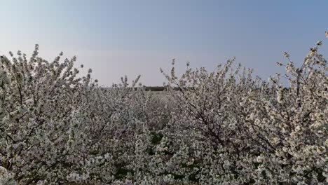 The-cherry-orchards-in-Door-County,-Wisconsin-are-in-full-bloom-in-the-spring-each-year