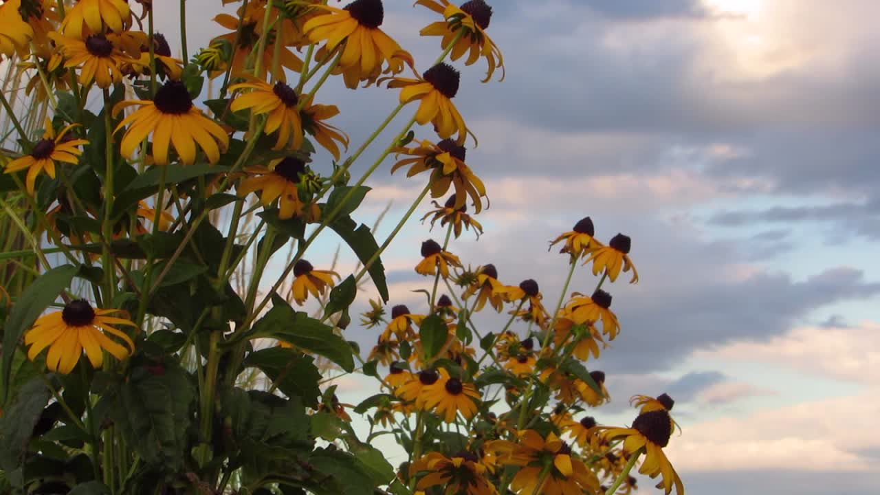 Black-eyed Susan - Yellow coneflower plants with sky in background