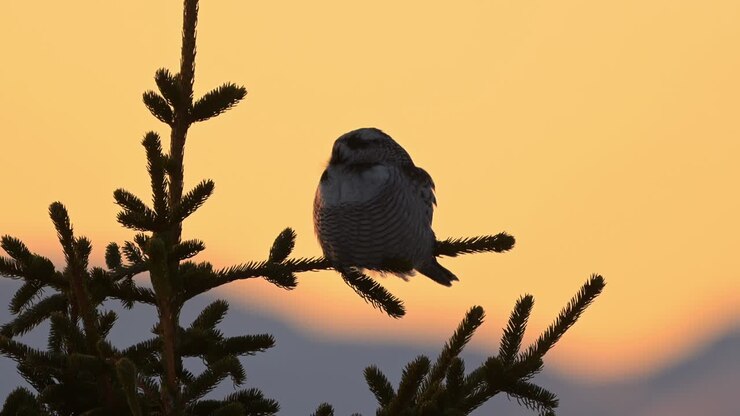Northern Hawk Owl perched atop tree at twilight, sits motionless for several seconds, then turns head, stares straight ahead