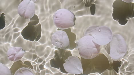 rose petals flowers on water surface and of waves on pastel, beige background. sun and shadows. pure white water with reflections sunlight and shadows in slow motion. valentines day texture