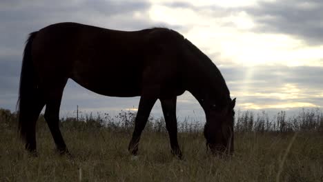 the horses on the autumn meadow