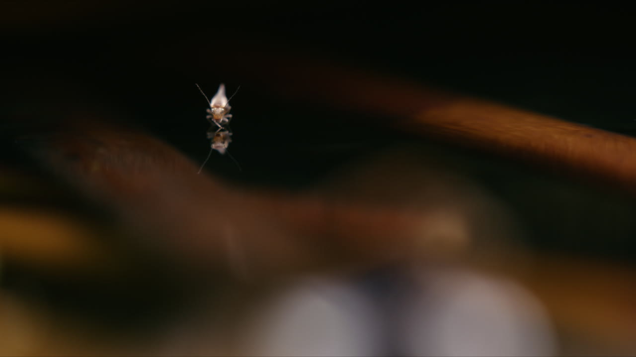 물 위 에 떠다니는 바클로스