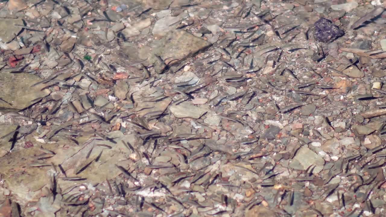 (отряд рыб) роятся в кристально чистой мелководье реки, озера