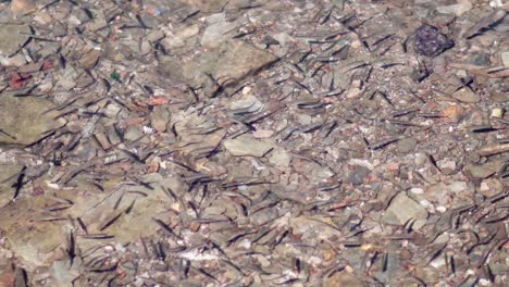 fish (flock) swarming in the crystal clear shallow water of a river, lake