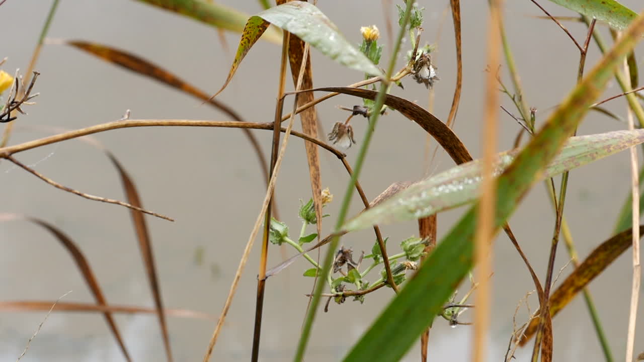 갈대와 강둑에 잔디를 닫습니다