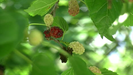 close-up of insect-damaged mulberries on a mulberry tree