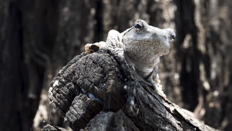 Close-up-shot-of-a-grey-foam-nest-tree-frog-on-a-branch