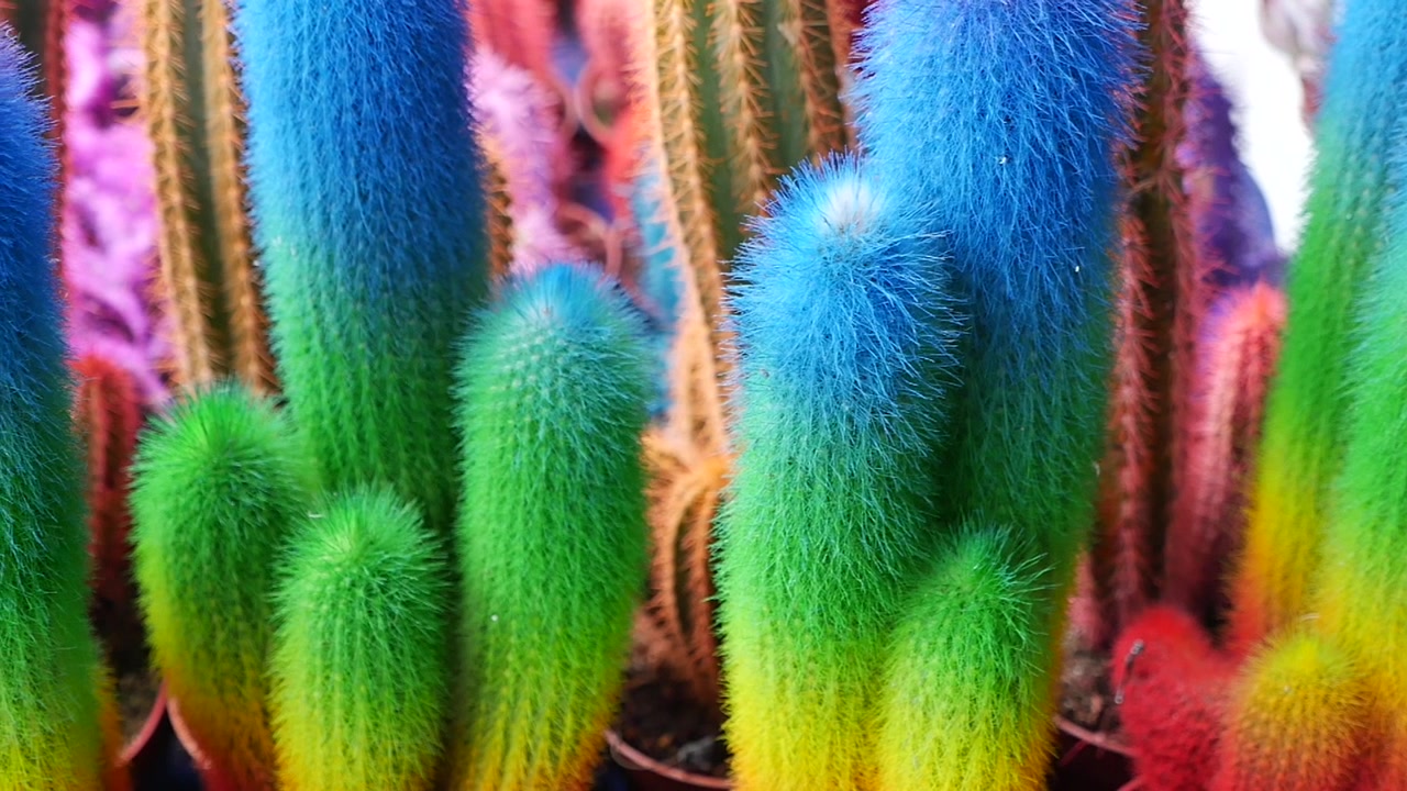 Cactus dai colori vivaci dell'arcobaleno in vasi.