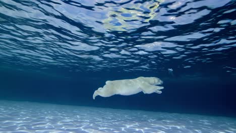 oso polar bajo el agua
