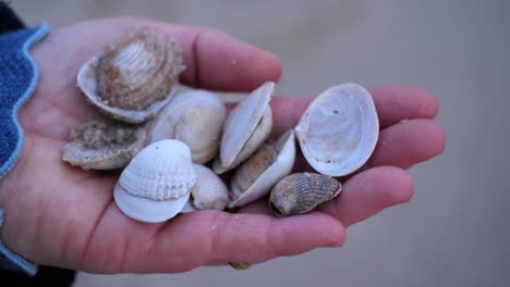 close-up of a femal hand showing a selection of collected seashells