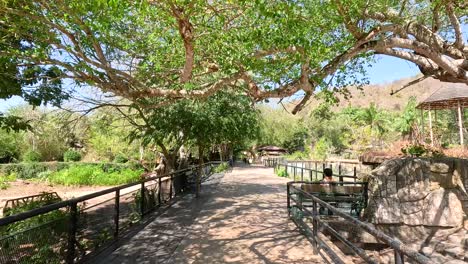 scenic walkway surrounded by lush greenery