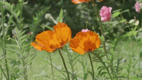 Una-Abeja-De-Miel-Occidental-Se-Cierne-Sobre-Un-Grupo-De-Flores-Silvestres-En-Flor-Antes-De-Aterrizar