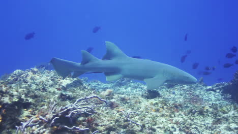 a shark filmed underwater