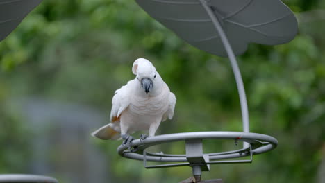 salmon-crested cockatoo at bird paradise in mandai, singapore