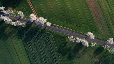 top down drone view of the alley of blossoming cherry trees on sunny morning