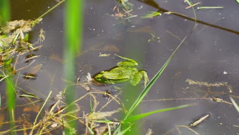 close up view of frog swimming at corner of dirty pond water