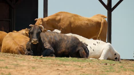 Herd-Of-Cattle-Lying-And-Relaxing-On-The-Ground-Near-The-Wooden-Barn-In-Anseong-Farmland