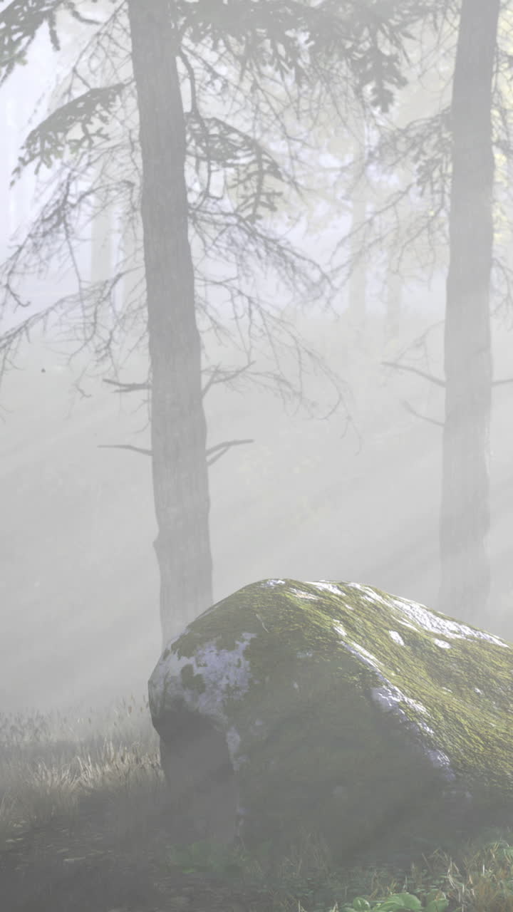 Misty forest landscape with sun rays shining through trees and a mossy rock