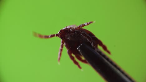 macro view of dangerous ixodes mite moving its chelas and hold by silver tweezers on a green screen