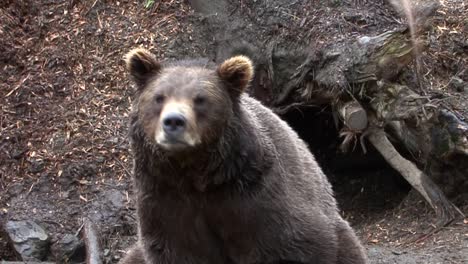 big bear opening his mouth and showing his teeth