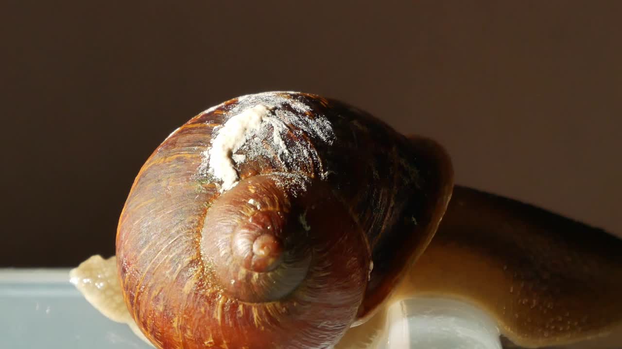panorámica lenta sobre un caracol curioso en el borde de una caja de plástico