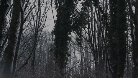 Snowy-tree-tops-and-trees-blowing-in-wind-with-snow-falling-on-cloudy-cold-winter's-day-in-forest