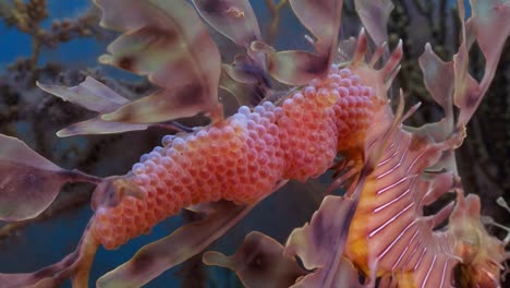 dragón de mar frondoso con huevos 4k cámara lenta sur de australia