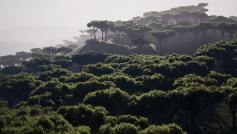 tomada aérea de la sabana de kenia