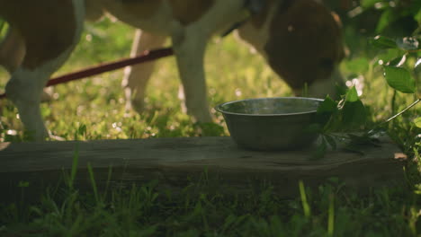 brown dog with white spot sniffing ground in grassy field beside metal bowl placed on wooden plank, surrounded by lush green environment, sunlight shines through leaves