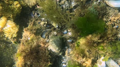 mejillones y mariscos que yacen en la superficie bajo el agua entre algas y plantas