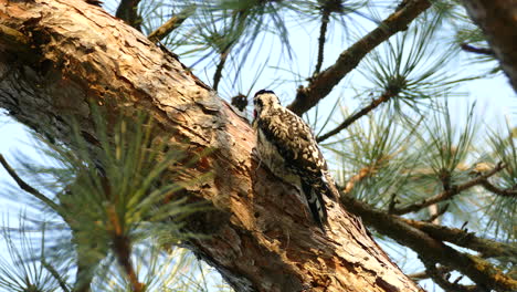 Nahaufnahme-Von-Gelbbauch-Sapsucker,-Der-Im-Sonnenlicht-Auf-Baum-Pickt