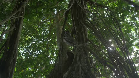 scimmia che mangia su un albero.