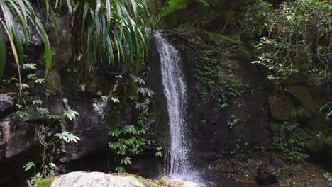 a serene waterfall in lush rainforest
