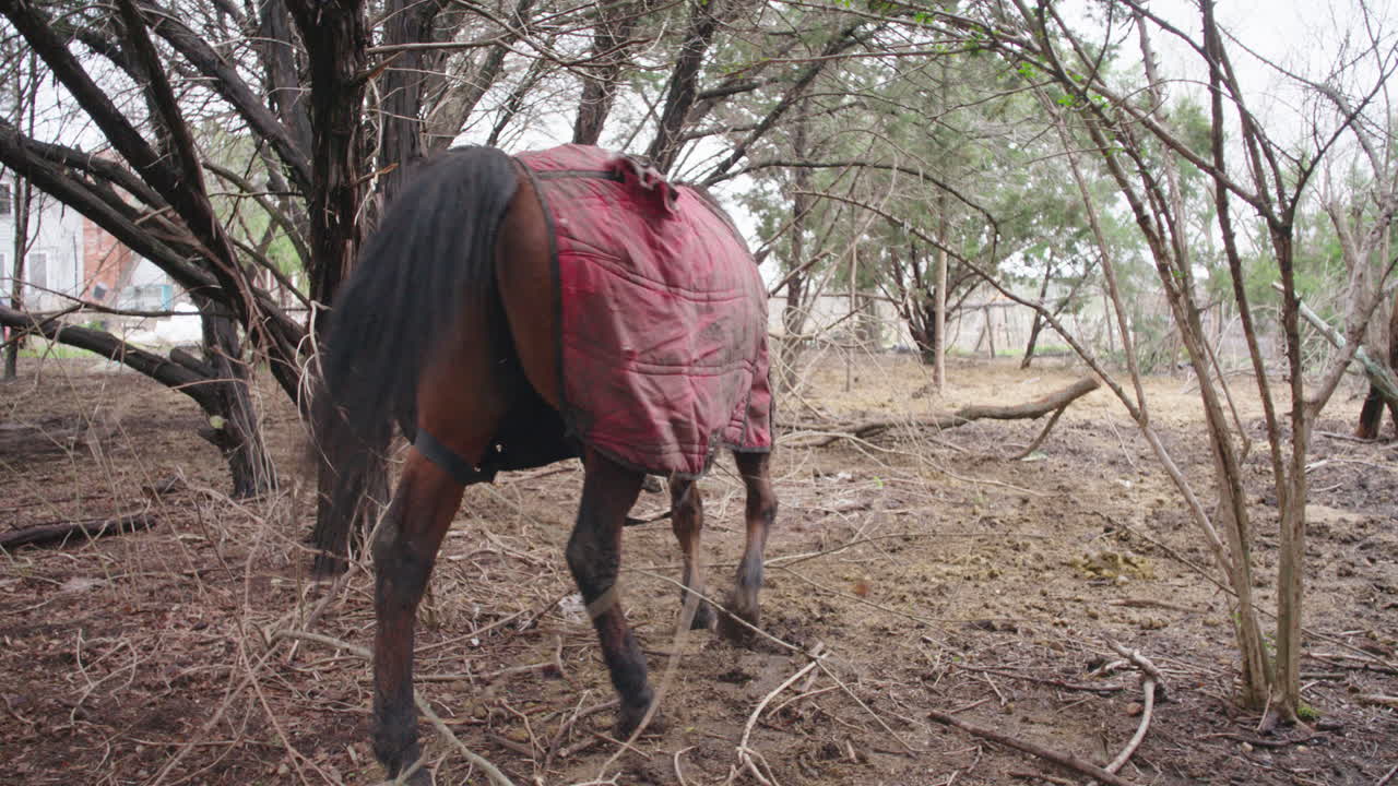 gran caballo frío con una chaqueta y caminando a través de los árboles en invierno