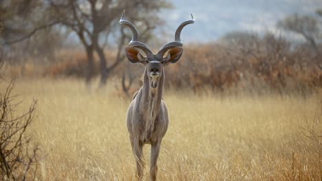 Antílope-Kudu-Macho-Joven-Mirando-Fijamente-Y-Alerta-En-Namibia,-Sabana-De-Pastizales-Africanos