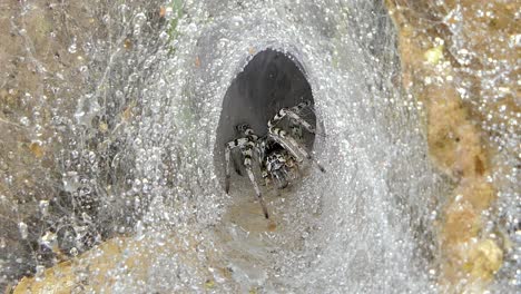 spider on cobweb in tropical rain forest