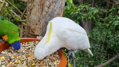 white and colorful parrots eating from a pot