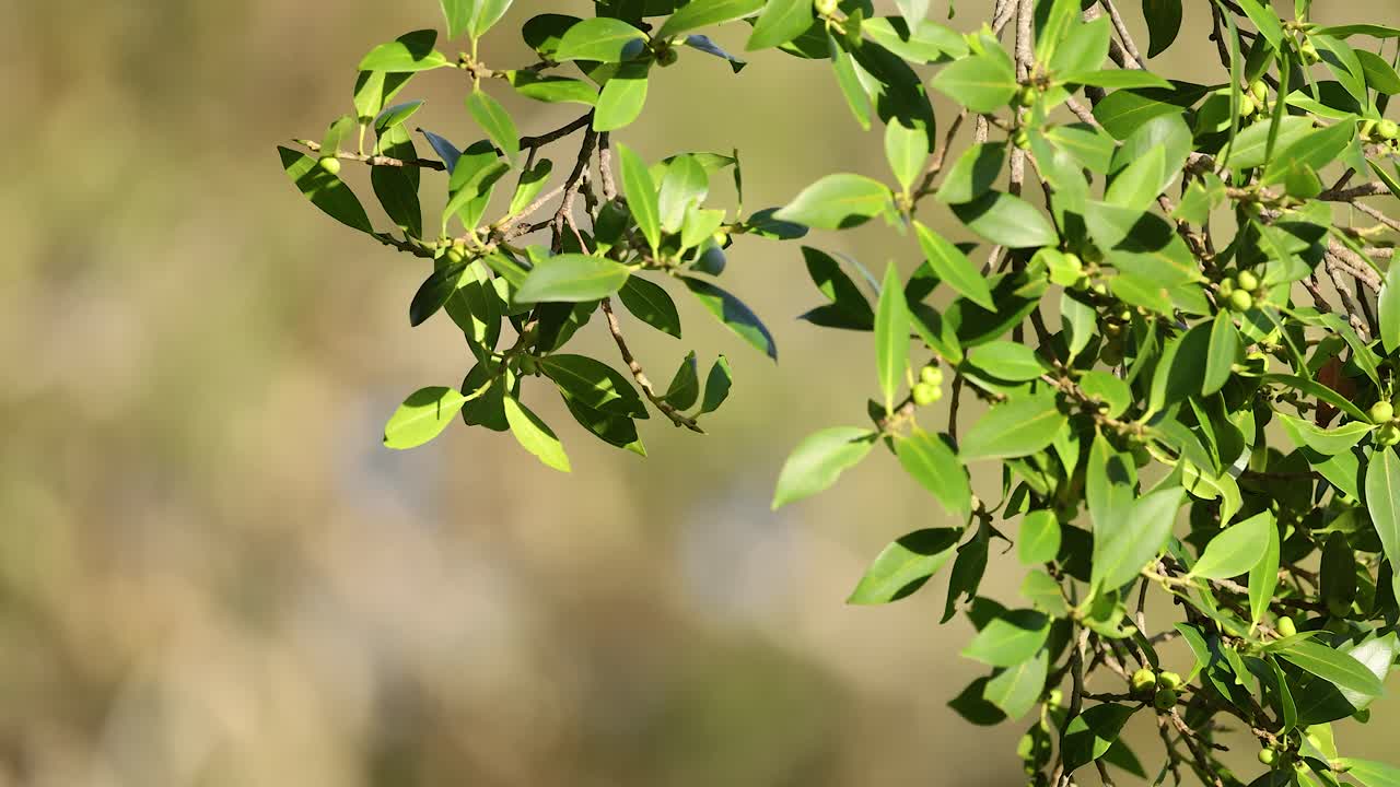 Close-up of green leaves gently swaying in sunlight, captured in Gold Coast, Australia. Soft focus background enhances natural tranquility