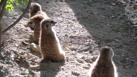 Suricatas-De-Tamarino-De-Cabeza-De-Algodón-Tomando-El-Sol-Mientras-Miran-A-Su-Alrededor---Zoológico-De-Niños-Del-Gran-Parque-De-Seúl-En-Gwacheon,-Seúl,-Corea-Del-Sur