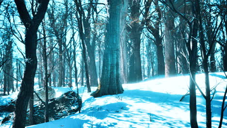 warm winter sunset shining through a forest with tall pine trees