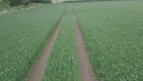 tractor track in young cornfield