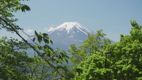 Weiße-Schneespitze-Des-Fujisan,-Gesehen-Durch-Grüne-Bäume-An-Einem-Klaren-Tag-Mit-Blauem-Himmel-In-Fujiyoshida